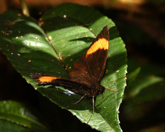 Panyapedaliodes phila