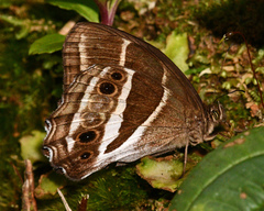 Parataygetis albinotata