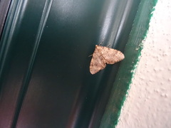 Nebula ibericata