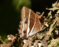 Parataygetis albinotata