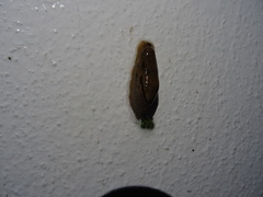 Drusia valenciennii