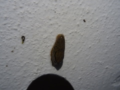 Drusia valenciennii