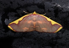 Nothomiza flavicosta