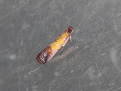 Piesmopoda semilutea