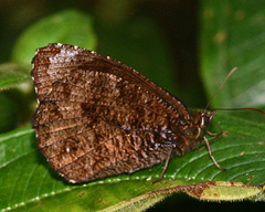 Pedaliodes boettgeri