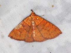 Singara diversalis