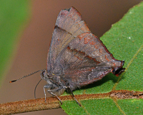 Penaincisalia juliae