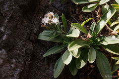 Staehelina petiolata