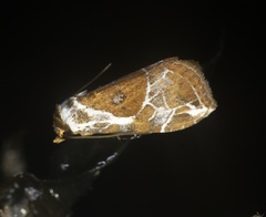 Chorsia albiscripta