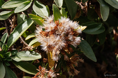 Staehelina petiolata