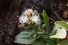 Staehelina petiolata