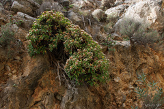 Staehelina petiolata