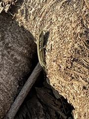 Phoenicolacerta laevis