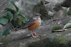 Turdus hortulorum