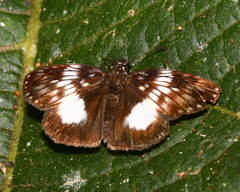 Potamanaxas latrea tyndarus