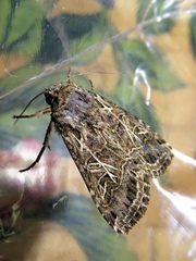 Spodoptera littoralis