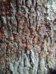 Lecanora hybocarpa