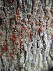 Lecanora hybocarpa
