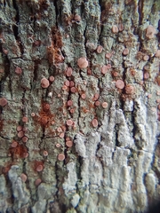 Lecanora hybocarpa