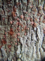 Lecanora hybocarpa