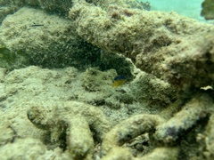Stegastes leucostictus