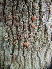 Lecanora hybocarpa