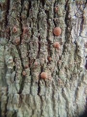 Lecanora hybocarpa