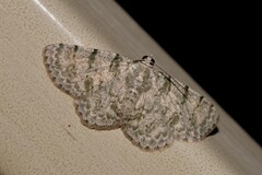 Dyscheralcis crimnodes