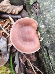 Lentinula edodes