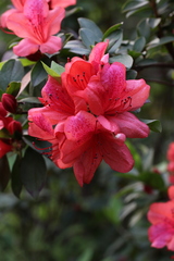 Rhododendron simsii