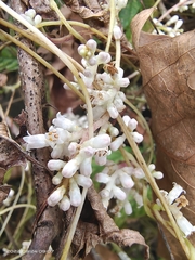 Cuscuta japonica