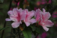 Rhododendron × pulchrum