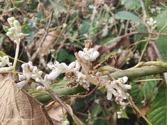 Cuscuta japonica