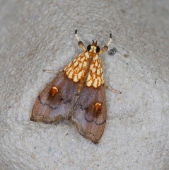 Agrotera