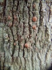Lecanora hybocarpa
