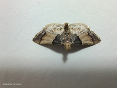 Pyralis pictalis