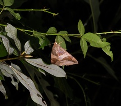 Bastilla fulvotaenia
