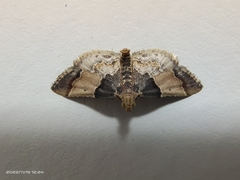Pyralis pictalis