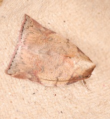 Beara tortriciformis