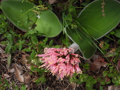 Haemanthus humilis