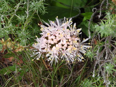 Haemanthus humilis