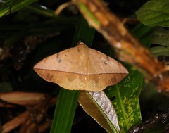 Hamodes pendleburyi