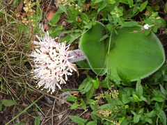 Haemanthus humilis