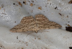 Hypomecis transcissa