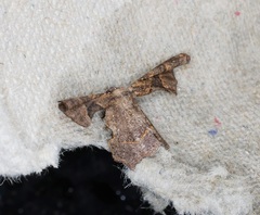 Monobolodes prunaria