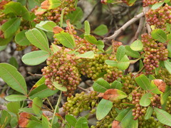 Searsia pyroides
