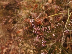 Erica vagans