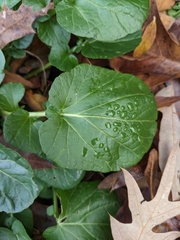 Barbarea vulgaris