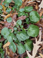 Barbarea vulgaris