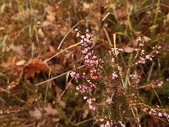 Erica vagans